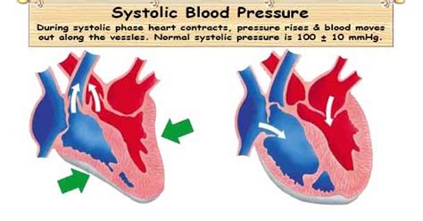 blood pressure drops during heart stress test|systolic blood pressure during stress testing.